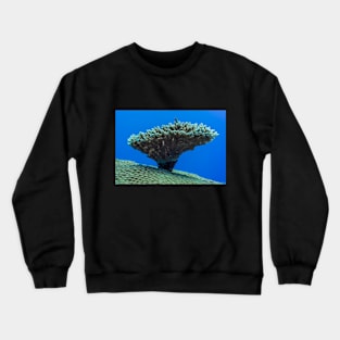 tiny reef fish on the small top coral which is on the big coral top Crewneck Sweatshirt